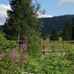 Natur im Böhmerwald